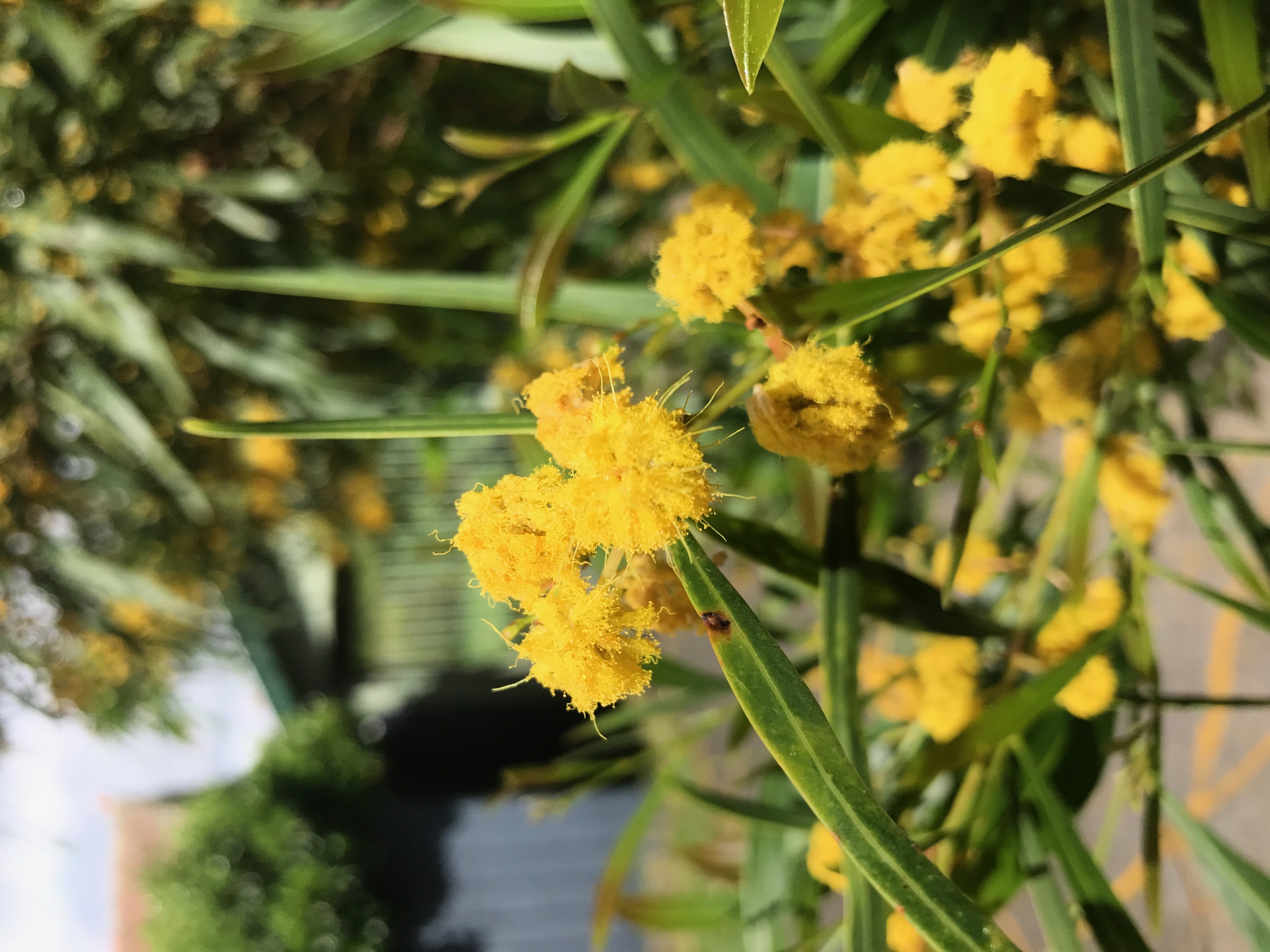 Picture of a wattle flower